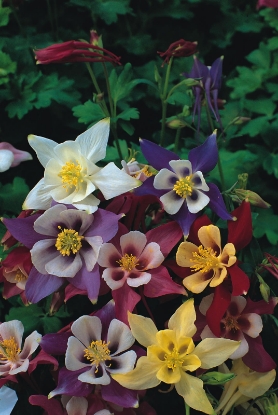 Picture of Aquilegia - Mckanas Giant Mixed